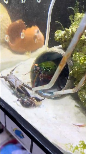 Underwater Knockout! Mantis Shrimp Wins Again!