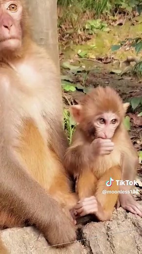 #money #monkey #tiktok #fyp #foryou #for