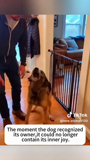 Soldier Returns Home: Dog's Excited Reunion with Owner