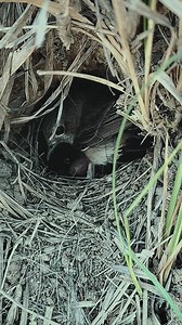 6.7K views · 42 reactions | Stones fell in the familiar chat bird's nest | Review Birds News | Facebook