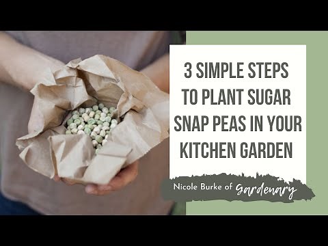 3 Simple Steps to Plant Sugar Snap Peas in Your Kitchen Garden