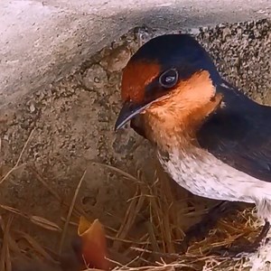 7.1K views · 1K reactions | Swallow brings feathers into its nest | Review Bird Nest | Facebook
