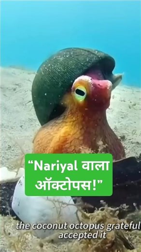 “Coconut Octopus ka 4D दिमाग!”#CoconutOctopus #OceanFacts #WeirdCreatures #Shorts