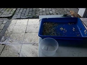 Silver Recovery from CD