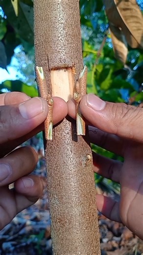 Smart Double Bud Grafting Method🌿 #gardening #plantpropagation #budgrafting #grafting #patchbudding