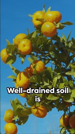 How to grow Mandarin Oranges at home!
