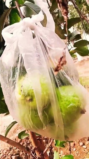 #koiya fruts#shorts#videos#