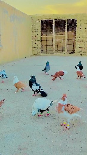 Nasro Lashari on TikTok