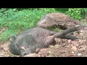 Komodo dragon predation コモドドラゴン捕食 科莫多巨蜥捕食