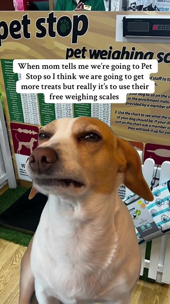 Going to Pet Stop for Treats? Think Again!