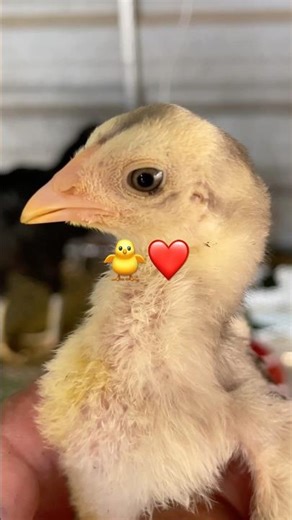 How to administer medication #birds #chickencare #chicken #chickenhealth #videoshort #aseelmurga