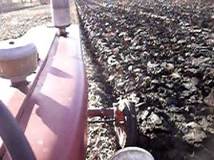 Farmall 560 Diesel at 2010 Plow Day