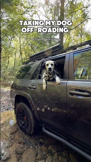 Taking my dog off-roading! #dog #4runner