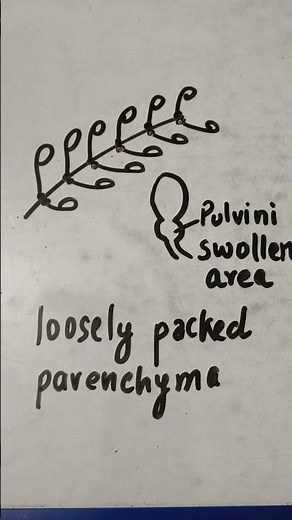 Touch Me Not |Thigmonasty | Mechanism of drooping of leaves|Turgor Movement #chemXpert #didyouknow