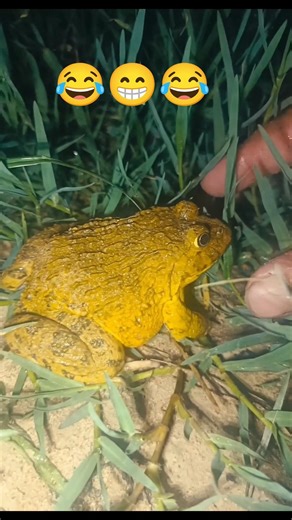 HELP ME🐸😱😁#frog #animals #funny
