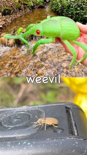 Learn Bug Insect Names for Kids at the Waterfall: Centipede Scarab Beetle Praying Mantis Leaf Insect