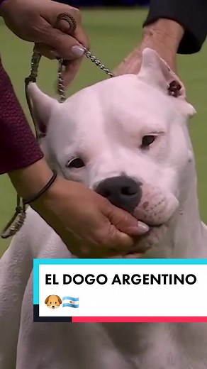 Dogo Argentino en el Westminster Dog Show 2023