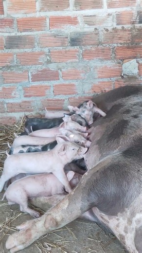 My lovely piglets so cute #pig #pigeonlover #shorts #shortvideo #viralshorts
