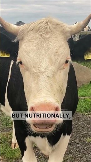 Organic vs Non-Organic Food: Is It Actually Better?