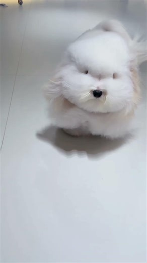 coton de tulear kennel 棉花面纱犬舍 #coton #cotondetulear #cutepet #cutedog #kennel