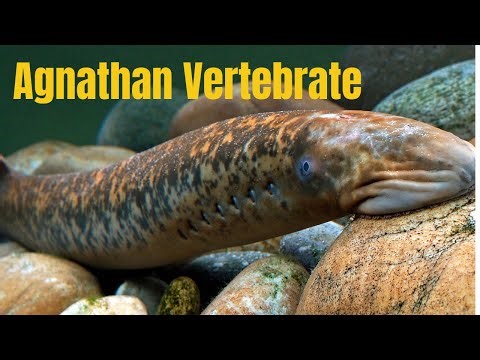 Agnathan - Superclass - any member of the group of primitive jawless