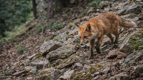 Une caméra discrète capte des rencontres rares avec des animaux sauvages