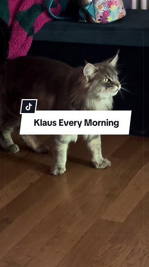 Klaus Every Morning: Maine Coon Morning Song and Dance