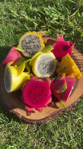 Exploring 4 Unique Varieties of Dragonfruit