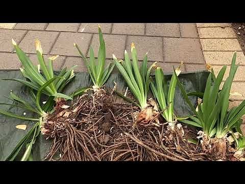How to: propagate Agapanthus orientalis