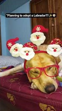 “Want a Labrador?😱Labrodor dog ni adopt cheyali anukuntunnara🤔?lab dog lazy?#shorts #lucky#dog#pets