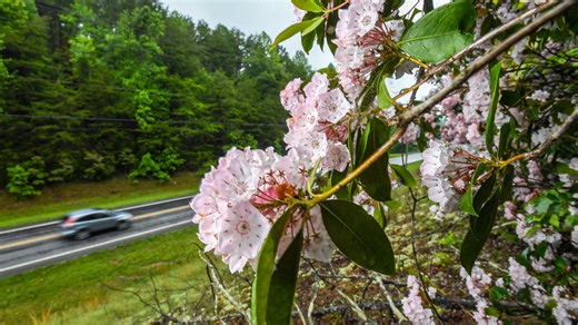SC standard license plate to change next year: What to know about new design, slogan