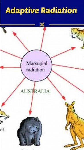 Adaptive Radiation || EVOLUTION #shorts