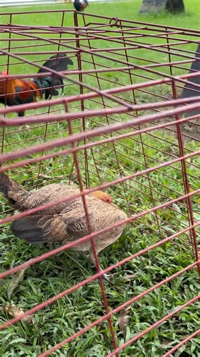 9.1K views · 392 reactions | Pullet | Suzeth Delloson | Facebook