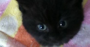 Sick pet owners dump six week old kitten out of moving car