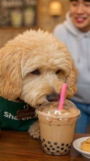 Champ the Bubble Tea Boss 🐶🧋 #goldendoodle #bubbletea #seattle