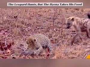 Leopard vs. Hyena: Epic Battle for Survival in the Wild