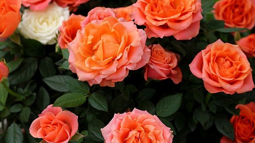 Descubre los diferentes tipos de rosas