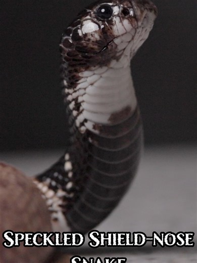 This is NOT a Cobra!