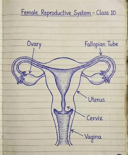 Nishchay Academy 2026 Competency based questions for 2026 board Riya is a 14-year-old girl who has recently started menstruating. Initially, her menstrual cycle was irregular, but gradually it became regular. Every month, one of her ovaries releases an ovum which travels through the fallopian tube. If the ovum is not fertilised, the thickened lining of the uterus breaks down and is shed through the vagina in the form of menstrual flow. Hormones like estrogen and progesterone play an important ro