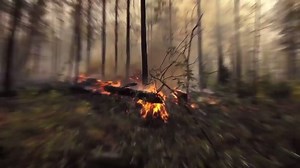 99K views · 756 reactions | U.S. Forest Service on Reels | Facebook