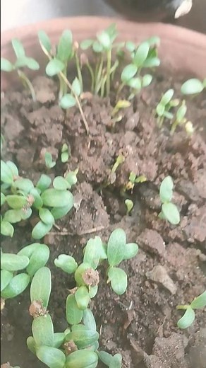 How to grow methi from seeds at home | Grow Fenugreek at home #s ...