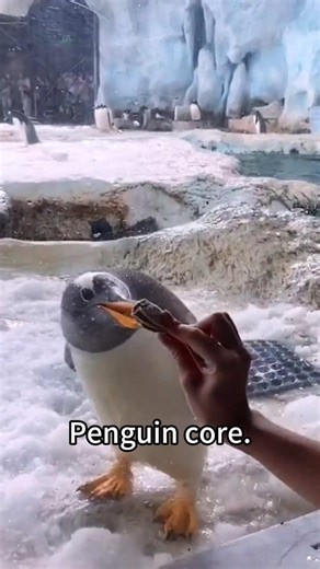Delightful Cute Penguin Videos for Animal Lovers
