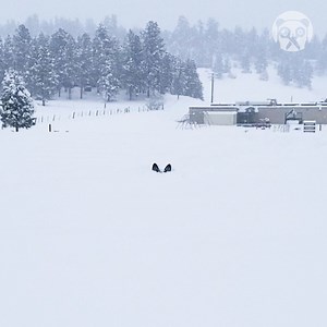 36K views · 405 reactions | Dog's hilarious attempt to get out of the snow | Earth Wonders | Facebook