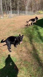 2.1K views · 521 reactions | A little fun with the A Frame | Ten Shakes of Grace | Facebook