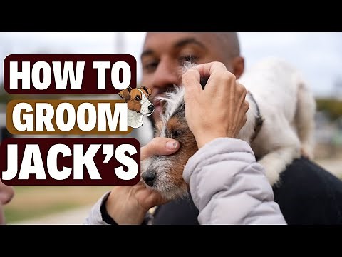 How to Properly Groom your Jack Russell