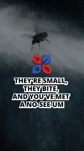 One of the best ways to control No-See-Ums? Eliminate their outdoor breeding sites. These pests thrive in damp, shady areas including thick mulch beds, clogged gutters, soggy soil, and standing water. For heavier infestations, use a targeted insecticide containing bifenthrin. Learn more at DoMyOwn- https://bit.ly/3ZpvyE2 #pestcontrol #pests #pestfree #outdoors #yard #backyard #lawn #landscape #summer #diy #diyproject #howto #domyown | Domyown.com - DIY Pest Control, Lawn Care, and More