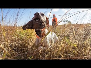 Hunting Pheasant and Quail with Incredible Pointers at The Ranch!!