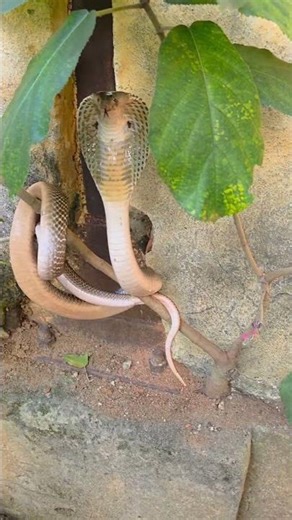 Cobra Coiled Around a Branch in a Defensive Hood-Up Stance! #shorts #snake #snacks #wildlife #yt