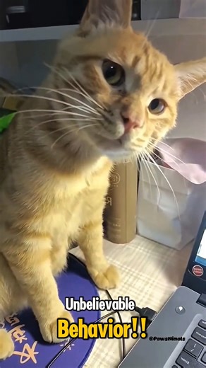 Cat Shocked after Sudden Slap😹