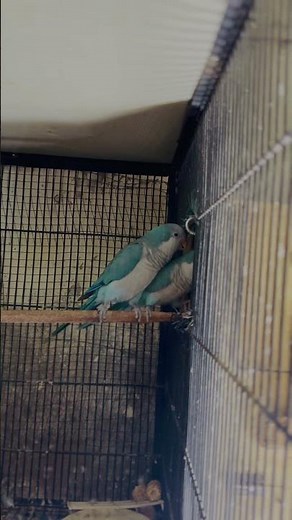 Monk Parrot breeding pair on eggs / blue monk breeding tips